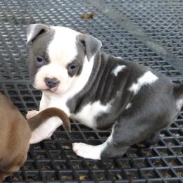 American Bully Puppies from Bolt Action Kennel