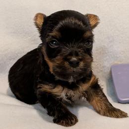 T.C. (Too Cute) - Black and gold male Yorkshire Terrier puppy in Gatesville, Texas from KontryKritterz Yorkies
