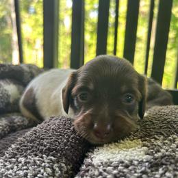 Stella Parton - Piebald female Dachshund puppy in Dobson, North Carolina from Oakleys Dachshund Haven