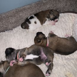 Shiba Inu Puppies from Puppydom Kennels & Training