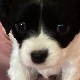 Cavalier King Charles Spaniels and Cavapoos from K&R Cavaliers
