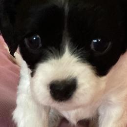 Cavalier King Charles Spaniels and Cavapoos from K&R Cavaliers