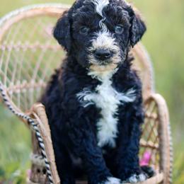 Chip - male Australian Mountain Doodle puppy in Crete, Nebraska from Doodles & Co