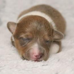 ☁️ Misty ☁️ - Sable female Pembroke Welsh Corgi puppy in Fayetteville, Arkansas from Intergalactic Corgis