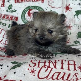 Daisy - Orange sable female Pomeranian puppy in Coram, New York from Willow Dove Pugs