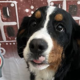 Bernese Mountain Dogs and Golden Mountain Dogs from PG’s Goldens
