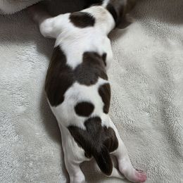 Maui - Liver white and tan female English Springer Spaniel puppy in Florida from Thunderbird Springers