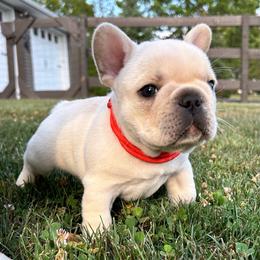 Boy 3 w/orange collar - French Bulldog puppy from Bush Hill Frenchies