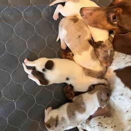 Dachshund Puppies from Simms Ashuelot Kennel