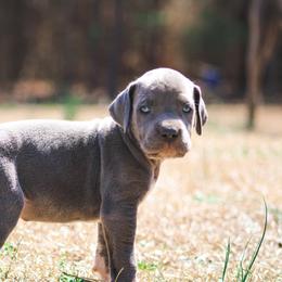 Great Dane Puppies from Tar River Great Danes