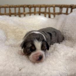 Blue Merle Male 4 - Blue merle male Miniature Australian Shepherd puppy in Stuart, Virginia from Apple Tree Mini Aussies