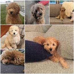 Goldendoodle Puppies from Puppy Love Doodles