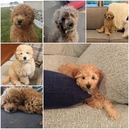 Goldendoodle Puppies from Puppy Love Doodles