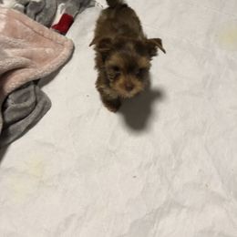 Yorkshire Terrier Puppies from Happy Days Acres and Yorkies