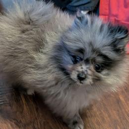 Patch - Blue merle male Pomeranian puppy in Danielsville, Georgia from PassionatePomPoms