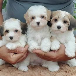 Cavachon, Cavalier King Charles Spaniel, Cavapoo, and Havanese Puppies from Peaks Pups & Cavachon Love Chocolate Cavaliers, Cavaliers, Cavachon’s, Cavapoos & Havanese