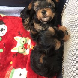 Yorkshire Terrier Puppies from Jackie Jenny’s Precious Yorkies