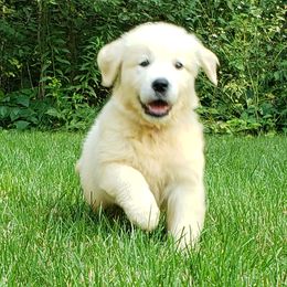 Goldendoodle and Golden Retriever Puppies from Servant Kennel
