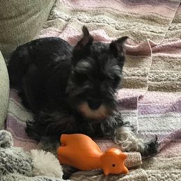 Miniature Schnauzer Puppies from Pierhaus Minature Schnauzers