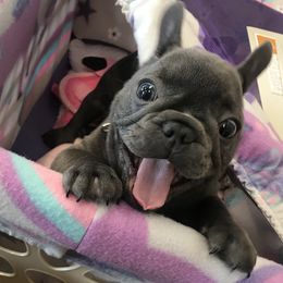 French Bulldog Puppies from Crooked C Ranch