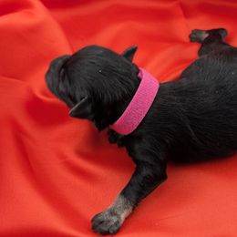 Girl 2 - female Miniature Schnauzer puppy in Cumming, Georgia from Bella Pups LLC