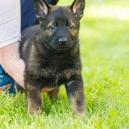 German Shepherd Puppies from Faoladh German Shepherds