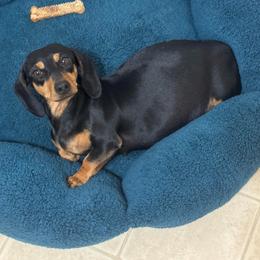 Jazzy - Dachshund