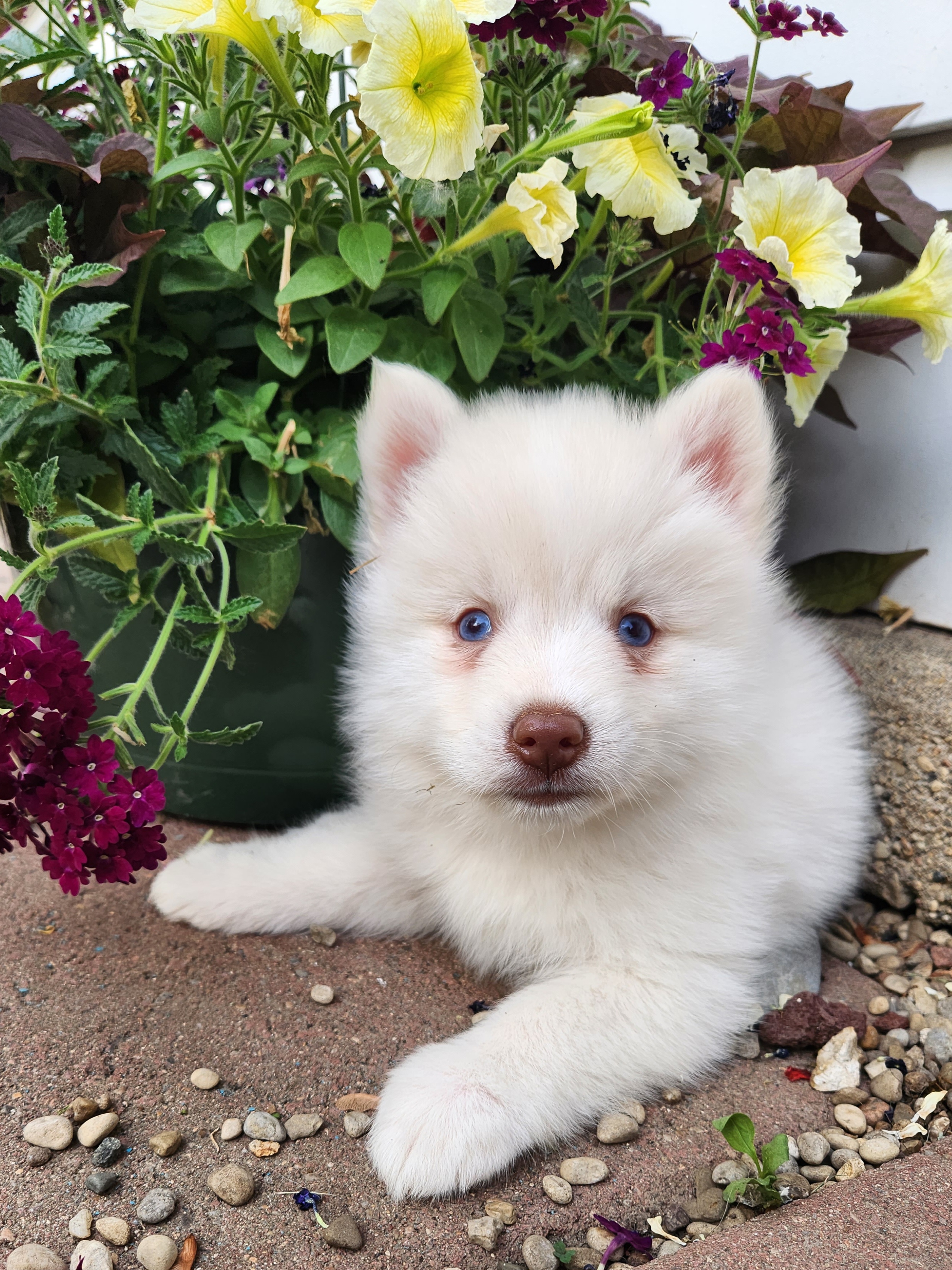 Bernedoodle, Cavapoo, and Pomsky Puppies from Hatz Off Puppies