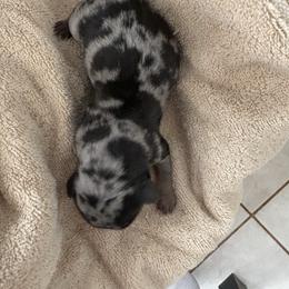 Boy 2 - Dapple male Dachshund puppy in Elfrida, Arizona from Brooke Brumley