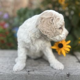 Goldendoodle Puppies from Jess’ Golden Doodles