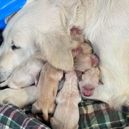 Yuki - Golden male Golden Retriever puppy in Payette, Idaho from Stonewick Retrievers