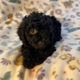 Purple Collar, Female - Black female Goldendoodle puppy in Valley Center, Kansas from The Goldendoodle Gal