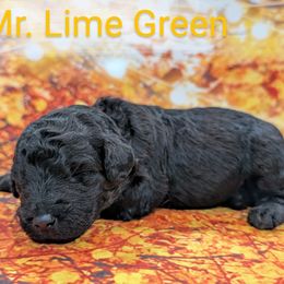 Mr Lime Green - Black male Labradoodle puppy in Lebanon, Pennsylvania from Robertson's Retrievers and Doodles