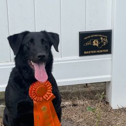 Murphy - Labrador Retriever