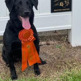 Murphy - Labrador Retriever
