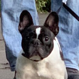 Clover - French Bulldog