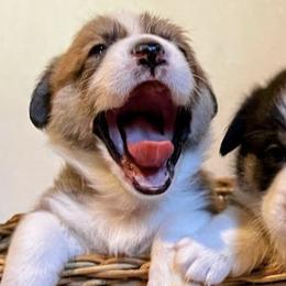 Pembroke Welsh Corgis from Thistle Bee Awesome Corgi's