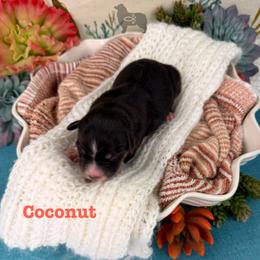 Girl 4 - female Australian Shepherd puppy in El Dorado Springs, Missouri from OR Aussies