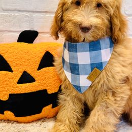 Red Collar Boy - Red  male Goldendoodle puppy in San Augustine, Texas from Vintage Doodles