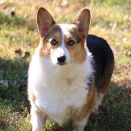 CeCe - Pembroke Welsh Corgi