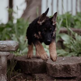 Berger Blanc Suisse and German Shepherd Puppies from Fireside Fernweh