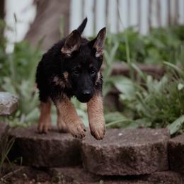 Berger Blanc Suisse and German Shepherd Puppies from Fireside Fernweh