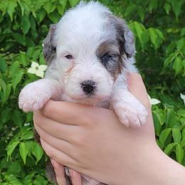 Camaro - Blue merle male Aussiedoodle puppy in Boonville, North Carolina from Branch Creek kennels