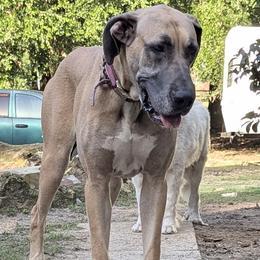 Australian Shepherds, Great Danes, and Great Pyrenees from AEW Farm