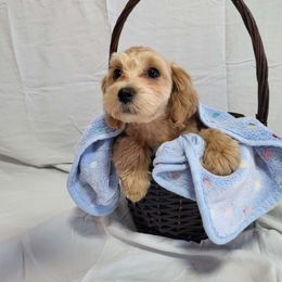 Clyde - Apricot Maltipoo puppy in St. George, Utah from Family Doodles