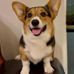 Blu - American Corgi