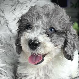 Grayson - Gray male Poodle puppy in Tampa, Florida from Designer Puppy Boutique