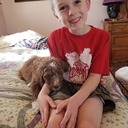 Aussiedoodle, Bernedoodle, and Poodle Puppies from Color Country Doodles