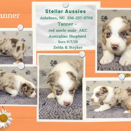 Tanner - Red merle male Australian Shepherd puppy in Asheboro, North Carolina from Stellar Aussies