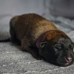 Belgian Malinois Puppies from Fromage Malinois